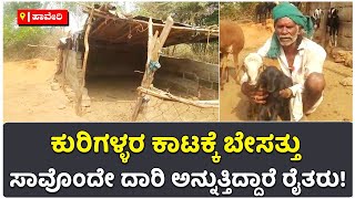 Sheep Theft In Haveri : ರೈತರನ್ನು ಕೊಲೆ ಮಾಡಿ ಕುರಿ ಕಳ್ಳತನ ಮಾಡುತ್ತಿರುವ ಕಳ್ಳರು | Vijay Karnataka