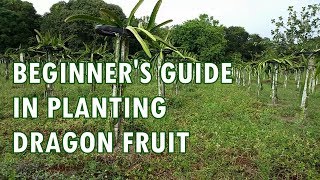 Episode 1: Planting Dragon Fruit