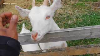 beautiful goats at Pluscamp Namsos Camping