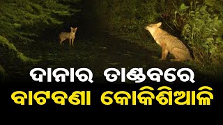 ଦାନାର ତାଣ୍ଡବରେ ବାଟବଣା କୋକିଶିଆଳି | Odisha Reporter