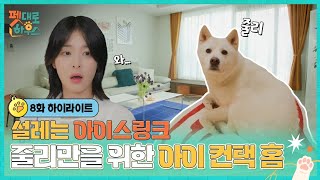 교감과 공존! 오래오래 행복할 설집사와 줄리를 위한 아이 컨택홈🩷 #펫대로하우스 EP.08 하이라이트