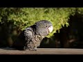 Red-tailed Black Cockatoo Facts You Didn’t Know