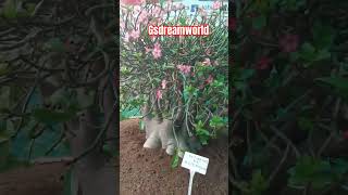 how much cost of this Adenium plant do you know? இந்த அடினியம் செடியின் விலை எவ்வளவு தெரியுமா?