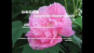 顔がほろ酔い？！Is your face tipsy? !酔芙蓉（すいふよう）Hibiscus mutabilis forme versicolar　季節の花　日本花図鑑　J flower guide