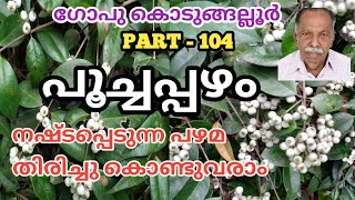 POOCHAPAZHAM || പൂച്ചപ്പഴം || POOCHAPAZHAM MALAYALAM || POOCHAPAZHAM PLANT || GOPU KODUNGALLUR