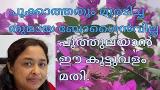 പൂക്കാത്തതും മുരടിച്ചതുമായ ബോഗൈൻവില്ല പൂത്തുലയാൻ ഈ കൂട്ടുവളം മതി.