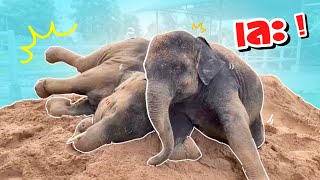 จะเป็นยังไง❗️เมื่อพานาโนมาเล่นทรายกับพี่บัว⭕️elephant