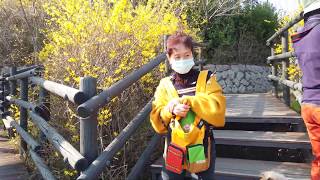 【4K】 13-3. Forsythia Garden(Eungbongsan) walk tour, Seoul, Korea┃개나리동산(응봉산) 걷기