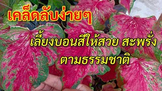 เคล็ดลับง่ายๆ #เลี้ยงบอนสีอย่างไรให้สวยสะพรั่งตามธรรมชาติ caladium