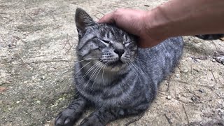 公園パトロールからトコトコ帰って来たサバトラ猫と目が合ったら…