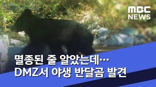 멸종된 줄 알았는데…DMZ서 야생 반달곰 발견 (2019.05.08/뉴스데스크/MBC)