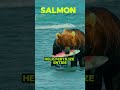 #salmon #salmonconservation #biodiversity #healthyecosystems #aquaticlife #sustainablefishing