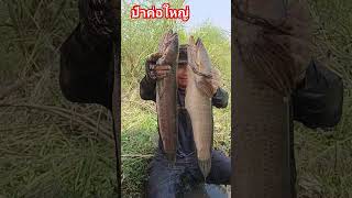 ปลาค่อใหญ่ #หว่านแหจับปลา #netfishing #ทอดแห #หาอยู่หากิน #ผู้ติดตาม #หาปลา #ปลาค่อใหญ่ #shorts