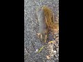 squirrel standing for peanuts〜ピーナッツが欲しくて何度も立ち上がるリス〜