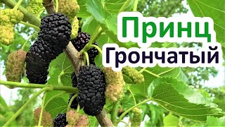 Крупноплодная шелковица ПРИНЦ ГРОНЧАТЫЙ