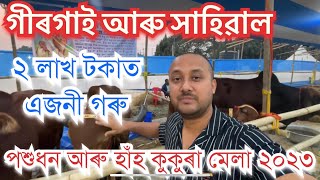 ২ লাখ টকাৰ গীৰগাই আৰু সাহিৱাল গৰু Girgai and Sahiwal cow breed. Best cow breed in India