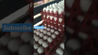 namakkal eggs 🥚🥚 with more eggs 🥚🥚 / #egg / #namakkal / for more videos subscribe my channel