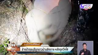 ช้างป่ากุยบุรีถูกชาวบ้านยิงตาย หลังถูกวิ่งไล่