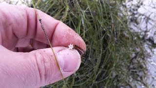 Starry Stonewort