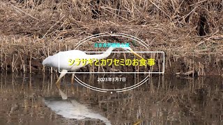 「シラサギとカワセミのお食事」2023年3月7日