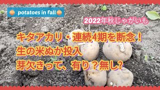 【無農薬】秋じゃがいも、そうか病対策・空洞化対策。植え付けから芽欠き・追肥・土寄せまで#じゃがいも