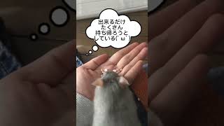 手からご飯🍚#動物 #ペット #ペット動画 #ネズミ #ラット #ファンシーラット #fancyrat