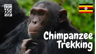 Chimpanzee Trekking Adventure in Uganda: Exploring the Kyambura Gorge! #chimpanzees #uganda