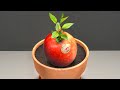 Growing Apple Tree From Seed - 101 Days Time Lapse