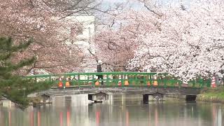 弘前公園 外濠(北門側)　桜【青森県・弘前市】　2023.04.11