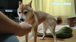 ASMR ささみカリカリShibaInuMIYAKO 04Jun.2023　