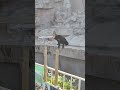 残ってて良かった～w　マーサはトレーニング頑張ったよ！ 天王寺動物園 minnanotennojizoo マレーグマ 23.7.15 15 47