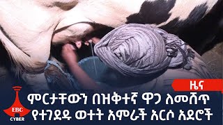 ምርታቸውን በዝቅተኛ ዋጋ ለመሸጥ የተገደዱ ወተት አምራች አርሶ አደሮች Etv | Ethiopia | News