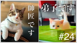 【保護猫兄妹と新入り子猫】♯24　　陽くん子猫と初めて遊ぶ。