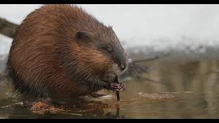 Muskrat IMG 4661