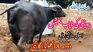 نیلی دریائے ستلج کی بھینس برائےفروخت11جنوری2025 | Top Nilli High Milking Buffalo for Sale