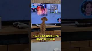 カルガモ親子が映りテレビに夢中になる犬(笑) #shorts