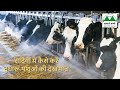 सर्दियों में कैसे करें दुधारू पशुओं की देखभाल winter management and nutrition for dairy cattle