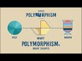 Polymorphism in Python: The Ultimate Game-Changer for Coders #videos #video #ytvideo #polymorphism