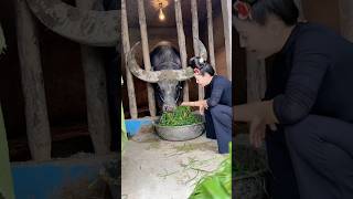 Biggest Bull in the world 😱😱 #shorts #ytshorts #shortvideo #viralshorts #trendingshorts #bullwar