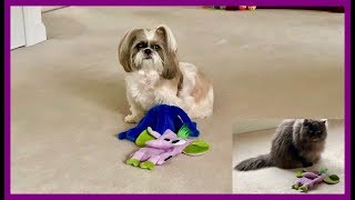 Playtime with Lacey 👍 | Mini zoomies 💨 | Hi Lexi 😻 | Shih Tzu dog 🐾 | Blue Persian cat