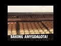 Victory Sweet Shop - Baking Delicious Amygdalota- Greek Almond Cookies