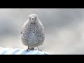 ビデスコ 野鳥 2019.12.21　イソヒヨドリ　 blue rock thrush