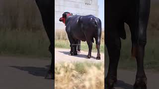 Biggest Murrah Bull 🥵 #shorts #cattle_farming #ytviral