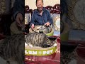 猫孩子们都喜欢的猫抓板，可以当猫窝休息又能磨爪子 记录猫咪日常 傻猫的日常 狸花猫 我和我的猫 猫抓板