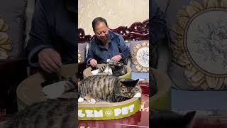 猫孩子们都喜欢的猫抓板，可以当猫窝休息又能磨爪子 记录猫咪日常 傻猫的日常 狸花猫 我和我的猫 猫抓板