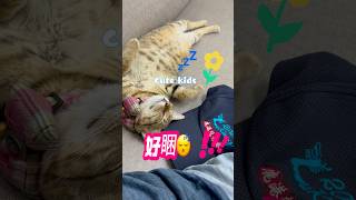 很放鬆睡到四腳朝天的大貓 #cat #貓咪