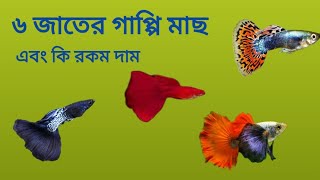 Guppy fish price. জনপ্রিয় ছয় জাতের গাপ্পি। বিভিন্ন জাতের গাপ্পি মাছ। গাপ্পি মাছ।