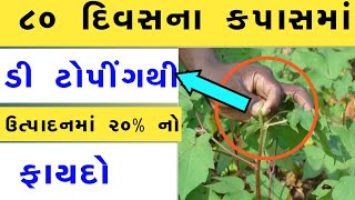 કપાસમાં ડી ટોપિંગ કરવાના ફાયદાઓ વિશે માહિતી | kapas ni kheti