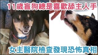 11歲老盲犬狂舔女主人的手，奇怪行為讓她不禁想起丈夫的死因...！【 汪汪仙貝 】