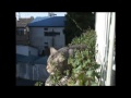 谷中だんだん猫の10年 2006 03 04